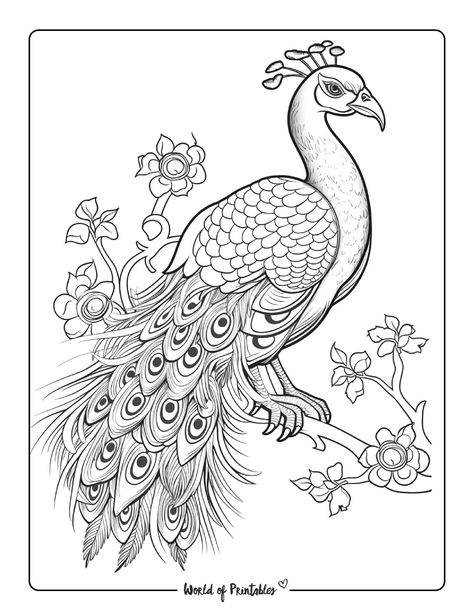 Peacock Tracing Design, Peacock Drawing Images, Peacock Drawing Simple, Peacock Drawing Easy, Cloisonne Painting, Peacock Sketch, Drawing Flames, Peacock Coloring Pages, Peacock Drawing