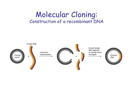 Molecular Cloning: Construction of a recombinant DNA> Dna Cloning, Biology Project, Recombinant Dna, Biology Projects, Eukaryotic Cell, Dna Replication, Dna Molecule, Genetic Diseases, Paternity Test