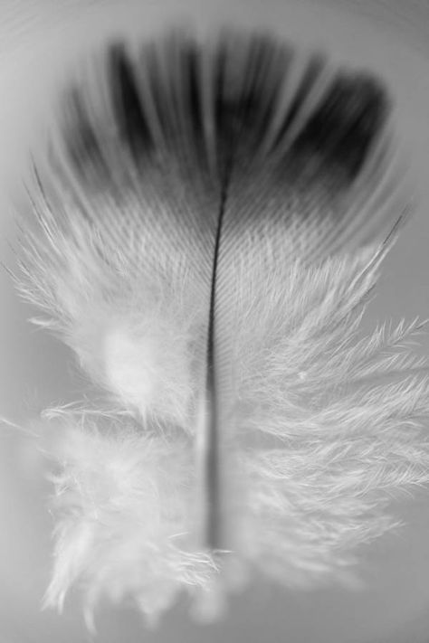 Black and white baby bird feather. Black and white photograph of a baby bird feather. Black And White Feather Meaning, White Feather Meaning, Meaning Of Feathers, Black And White Feather, Feather Meaning, Black And White Birds, Black Tips, Bird Feather, Black And White Baby