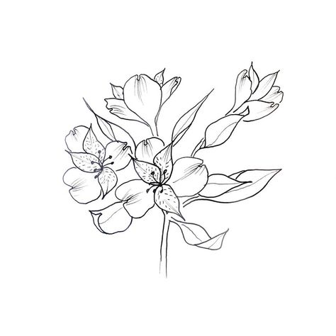 How to draw an alstroemeria (aka Peruvian Lily, or Lily of the Incas). These flowers come in a fireworks display of color, so you can use… Peruvian Lily Tattoo, Lily Tattoo Meaning, Water Lily Tattoos, Peruvian Lily, Inca Tattoo, Pen Doodles, Peruvian Lilies, Lily Tattoo, Tattoo Meaning