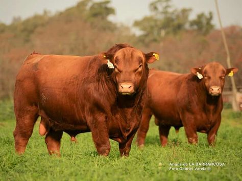 Aberdeen angus/red angus. Red Angus Cows, Red Angus Cattle, Scottish Animals, Aberdeen Angus, Beef Cow, Big Deer, Beautiful Chickens, Bull Cow, Beef Cattle