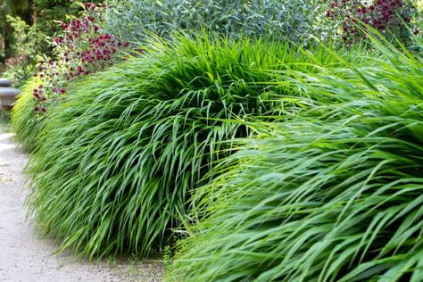 Best Perennial Grasses for Your Yard or Garden Shade Tolerant Grass, Drought Tolerant Grass, Hakonechloa Macra, Lily Turf, Liriope Muscari, Naturalistic Garden, Blue Fescue, Japanese Forest, Perennial Grasses