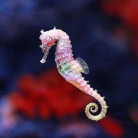 ConservOcean on Instagram: “Woah a beautiful rainbow colored sea horse! 🌈 . Important! Please read 👇 . Many species of seahorses are endangered due to plastic…” Colorful Seahorse, Underwater Animals, Water Animals, Beautiful Sea Creatures, Underwater Creatures, 수채화 그림, Sea Horse, Seahorses, Ocean Creatures