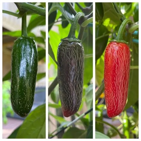 Why Are My Jalapenos Turning Red? – It's Quite Simple 1 Red Jalapenos, How To Grow Jalapenos, Grow Jalapenos, When To Pick Jalapeno Peppers, How To Plant Jalapenos Seeds, Harvesting Jalapeno Peppers, Growing Jalapenos, Jalapeno Plant, Plant Leaves Turning Brown