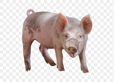 Pig Images, Pig Png, Photo Elements, Pig Farming, Tiles Texture, Samar, Backgrounds Free, Farm Animal, Png Clipart