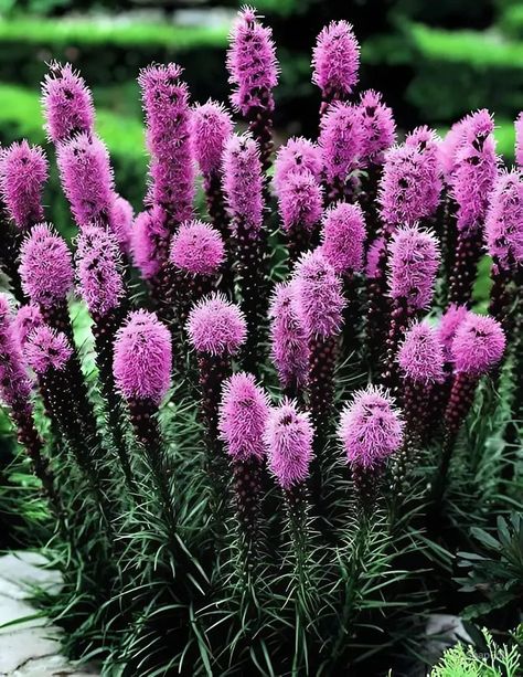 How To Plant Liatris and Care Guide Pink Panther Plant Care, Liatris Spicata, Liatris Kobold, Liatris Companion Plants, Lagerstroemia Speciosa, Fall Maintenance, Flower Beds, House Front, Plant Care