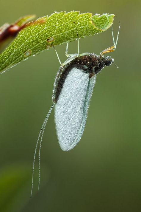 Mayfly | par johnhallmen #molluscs #molluscs #art Aquatic Insects, Insect Photos, Fly Fishing Art, Fishing Photos, Molluscs, Mayfly, Tools For Women, Beautiful Bugs, Creepy Crawlies