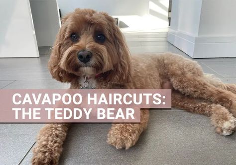 Cavapoo Haircuts to take to the groomers | Best Cavapoo looks Best Cavapoo Haircuts, Cavapoo Haircut Styles Teddy Bear, Teddy Bear Cut Cavapoo, Cavapoo Grooming Styles, Cavapoo Haircut Styles, Cavapoo Haircut, Cavapoo Dogs, Dog Haircuts, Grooming Style