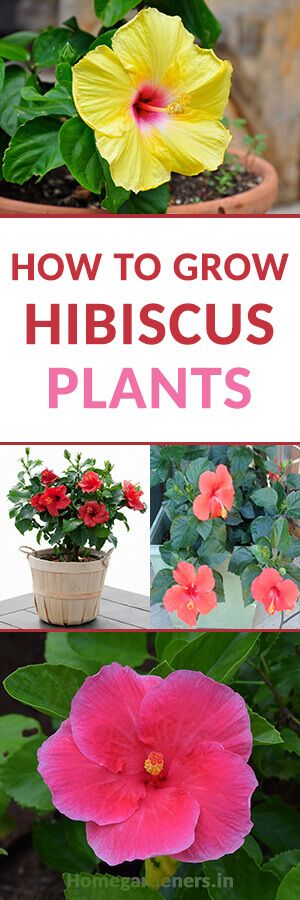 The Best Ways to Grow, Care and Utilize Hibiscus Plants - Home Gardeners Growing Hibiscus, Hibiscus Garden, Hibiscus Plant, Plants For Hanging Baskets, Orchid Care, Flower Care, Fall Plants, Propagating Plants, Garden Care