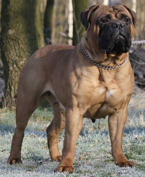 100+ Best Bullmastiff Dog Names Bull Mastiff Dogs, Staffordshire Bull Terriers, Pet Anime, Cute Bulldog Puppies, Mastiff Breeds, Cute Names For Dogs, Giant Dog Breeds, Bully Breeds Dogs, Every Dog Breed