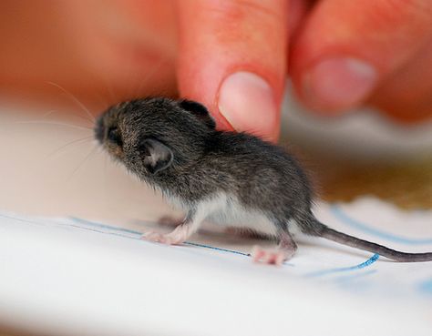 BABY MOUSE!: it's head is bigger than its body! Cute Rats, Baby Mouse, Cute Mouse, Hamsters, Rodents, Cute Creatures, Beautiful Creatures, Mice