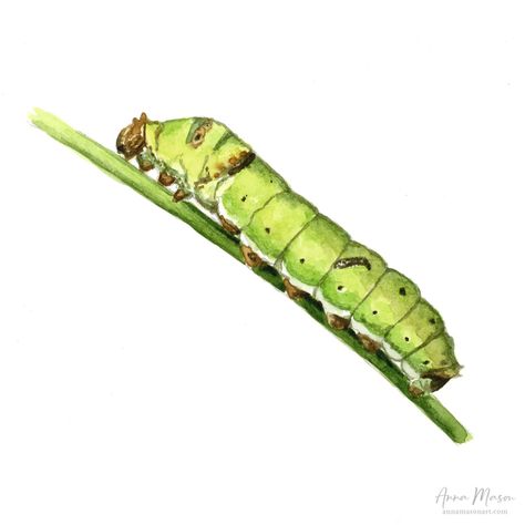 Fancy a quick watercolour project? You can paint this cute little caterpillar with me step-by-step for free, and there's even a line drawing you can print and trace 🐛 https://www.annamasonart.com/realistic-watercolor-caterpillar/ Cattipillars Drawing, Caterpillars Drawing, Catipillar Drawing Simple, Catipillar Drawing, Catapiller Drawing, Caterpillar Drawings, Watercolor Caterpillar, Caterpillar Sketch, Caterpillar Painting