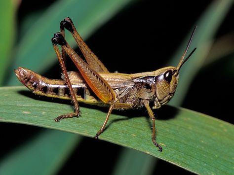 Marsh Meadow Grasshopper (Chorthippus curtipennis) Song of a Marsh Meadow Grasshopper (scroll down for explanation and additional recordings!). The Marsh Meadow Grasshopper is a member of the slant… Dog Emotions, Human Target, Insect Photography, Wild Animals Pictures, Grasshoppers, Far From Home, Beautiful Bugs, Leap Of Faith, Animal Totems