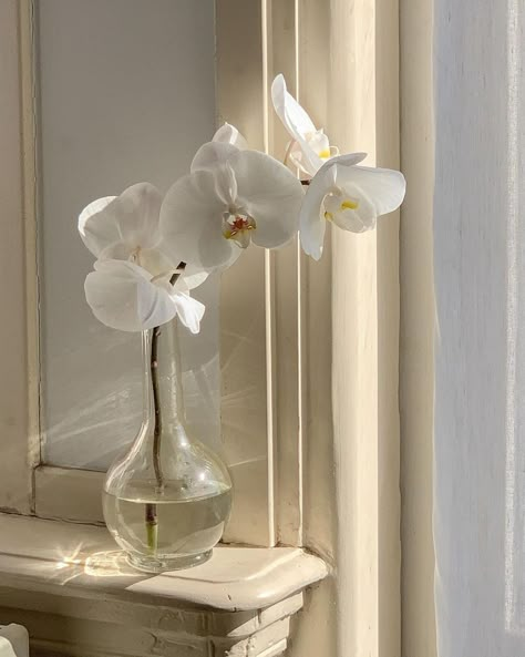 Orchid Arrangements, Cream Aesthetic, Flowers Photo, Nothing But Flowers, White Orchids, Poses Para Fotos Sexis, Spring Aesthetic, Instagram Beauty, Beige Aesthetic