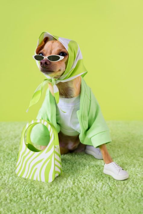 Instagram Dog Influencer Boobie Billie's Collection of Bags Dog Fashion Clothes, Gatos Cool, Animal Photoshoot, Dog Photoshoot, Dog Fashion, Animal Phone Cases, Cute Chihuahua, Cute Dog Pictures, Animal Room