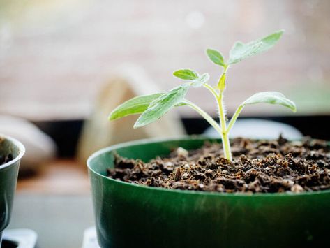 How to Repot Tomato Seedlings for Bigger and Better Plants 5 Tomato Suckers, Growing Tomatoes From Seed, Tomato Seedlings, Seedling Pots, Seed Starting Mix, Starting Seeds Indoors, Tomato Garden, Growing Tomatoes, Organic Seeds