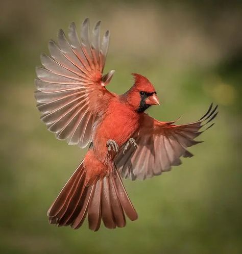 Cardinal In Flight, Designs For Painting, Cardinal Drawing, Cardinal Birds Art, Cardinal Tattoos, Bull Painting, Flying Tattoo, Art Of Painting, Nature Projects