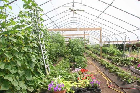 High Tunnel Gardening, High Tunnel Gardening Layout, Tunnel Garden, High Tunnel, Tunnel Greenhouse, Hydroponic Systems, Acre Homestead, Hobby Greenhouse, Crop Production