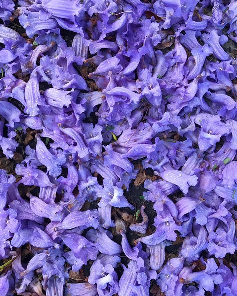 Melissa Urquhart on Instagram: “<<<Pretty in PURPLE>>> The jacarandas have flowered profusely this year. . . I love seeing the purple flowers first in the trees and then…” Jacaranda Photoshoot, Jacaranda Tree Painting, Jacaranda Tree Aesthetic, Purple Tree Aesthetic, Purple Jungle Aesthetic, Jacaranda Flower, Heritage Garden, Pretty In Purple, Jacaranda Tree