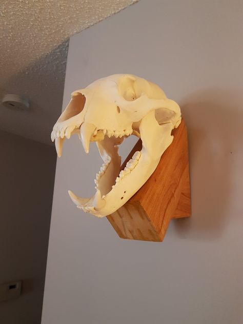 Bear Skull Mount, Skull Mount Ideas Wall Decor, Coyote Mounts, Skull Mount Ideas, Euro Mount, Antler Mounts, Deer Skull Mount, Euro Mounts, Bear Mounts