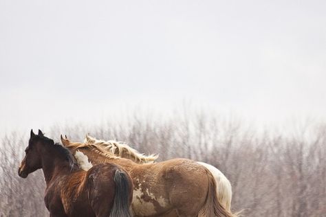 Watching by Jen2Cal on Flickr. Kayce Dutton, Quiet Morning, All The Pretty Horses, Simple Photo, Horse Life, Pretty Horses, Horse Photography, Real Friends, Horse Love