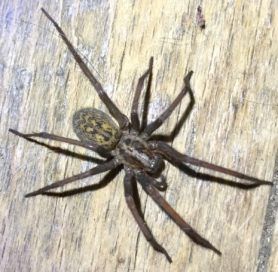 Eratigena atrica (Giant House Spider) - Spider Identification & Pictures Giant House Spider, Spider Identification, House Spider, Insects