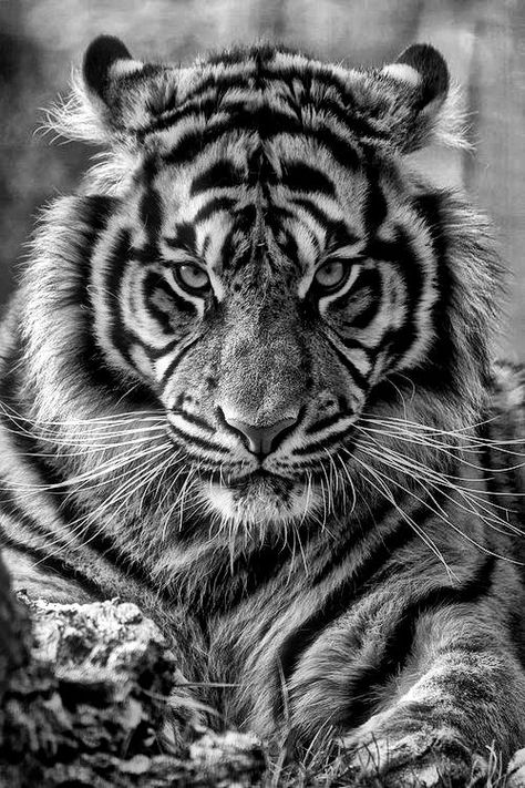 ♂ Wildlife photography Black & white Tiger King...so beautiful! @Chris Cote Lancaster  this reminded me of u! Baby Tigers, Regnul Animal, Tiger Drawing, Africa Animals, Tiger Painting, Charcoal Drawings, Pencil Pen, Tiger Art, Flower Landscape