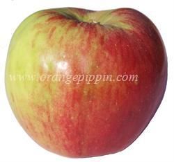 Jonathan Apples, Apple Picture, Pink Lady Apples, Berry Plants, Apple Varieties, Honeycrisp Apples, Apple Pear, Stone Fruit, Pink Lady