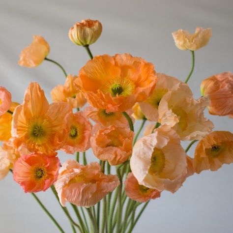 Iceland Poppies, Icelandic Poppies, Fleur Orange, Have Inspiration, California Poppy, Hardy Perennials, Remembrance Day, Orange And Pink, Gardening Supplies