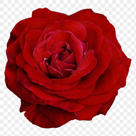 Rose Flower Red, Red Rose Png, Flower Red Rose, Rose Flower Png, Arte Aesthetic, Vector Graphics Illustrations, Red Roses Wallpaper, Painting The Roses Red, Rose Png