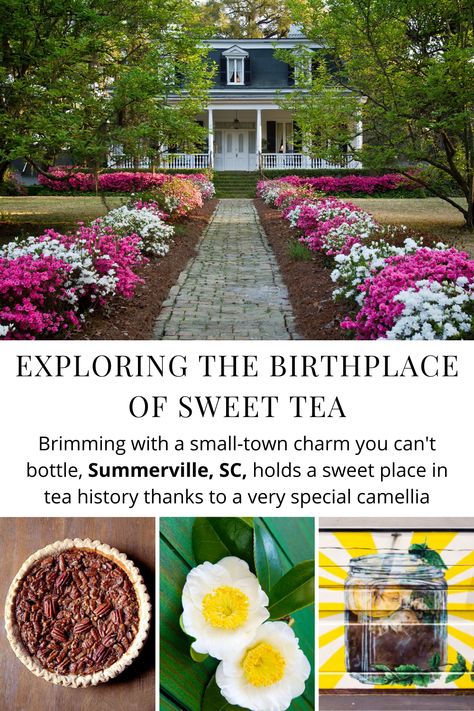 Brimming with the kind of small-town charm you can't bottle, Summerville, South Carolina, holds a sweet place in American tea history thanks to a very special camellia - Supported by @discoversc Summerville South Carolina, Summerville Sc, Southern Tea, Southern Style Sweet Tea, South Carolina State Flower, Sumter South Carolina, Southern Strawberry Sweet Tea, Carolina Cup, Charleston Travel Guide