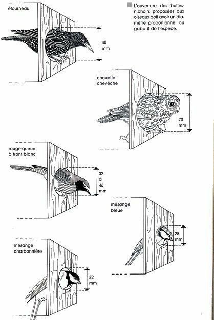 Whimsical Yard, Bird House Plans Free, Homemade Bird Houses, Bird Houses Ideas Diy, Bird House Feeder, Garden Remedies, Wooden Bird Houses, Insect Hotel, Bird House Plans