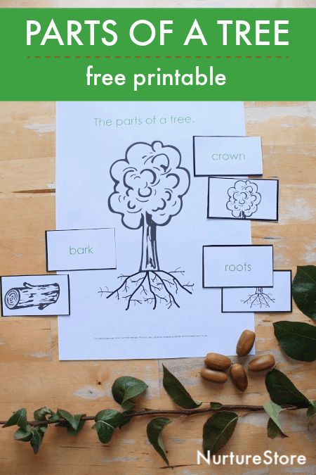 Parts of a tree lesson with printable - tree ID lesson - tree unit study free printables Tree Unit Study Free Printable, Parts Of A Tree Preschool, Parts Of A Tree Worksheet, Tree Unit Study, Tree Crafts Preschool, Gardening Preschool, Parts Of A Tree, Mfw Kindergarten, Tree Unit