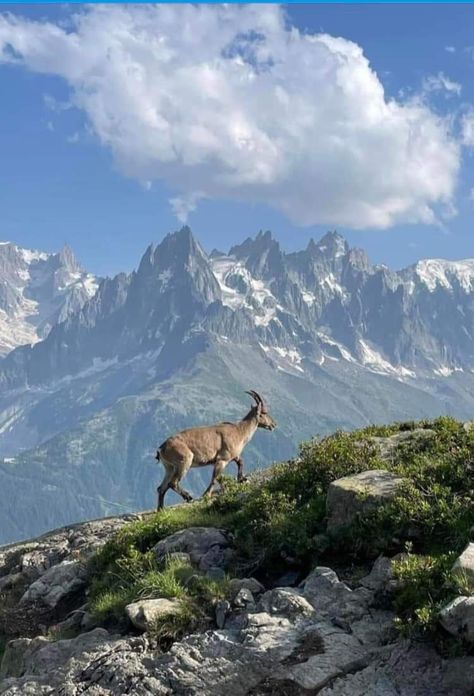 Landscape Animal Photography, Himalaya Landscape, Yellowstone National Park Photography Animals, Wildlife Desktop Wallpapers, Animal Landscape, Mountain Goat Photography, Views Video, Beautiful Views Video, Quick Sketch