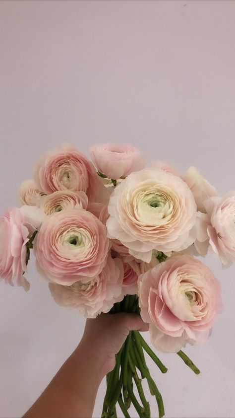 Blush Pink Ranunculus, Pale Pink Ranunculus, Pink Ranunculus Bouquet, Clooney Ranunculus, Light Pink Ranunculus, Ranunculus Bridal Bouquet, Blush Ranunculus, Ranunculus Pink, Pink Rose Wedding Bouquet