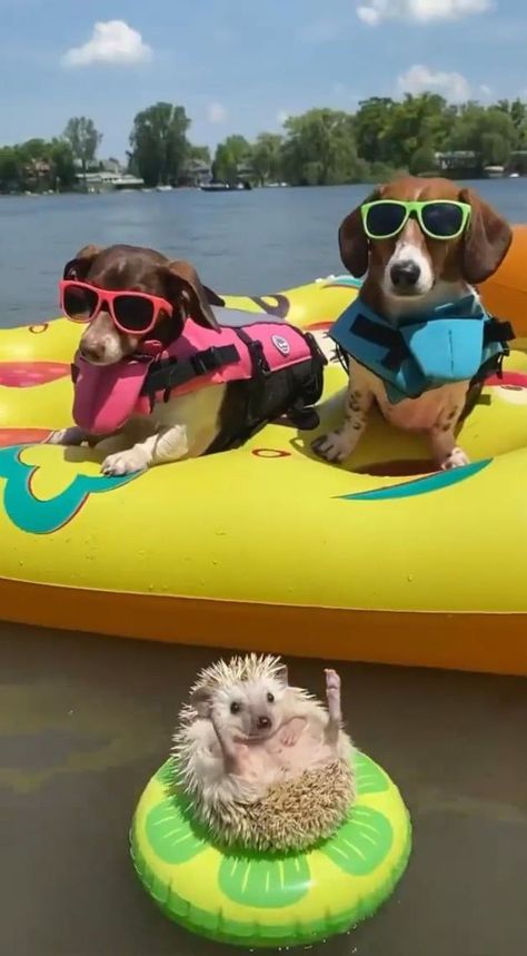 Best Friends Video, Sunday Mood, Animal Funny, Cute Animals Puppies, Funny Animal Photos, Animals Funny, Silly Animals, Cute Funny Dogs, Cute Wild Animals