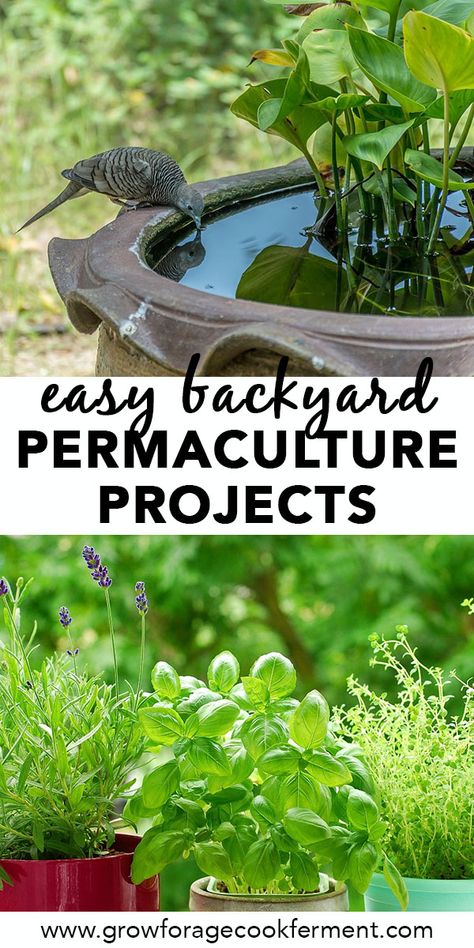 Permaculture Backyard, Backyard Permaculture, Food Forest Garden, Permaculture Gardening, Permaculture Design, Easy Backyard, Garden Wallpaper, Easy Landscaping, Food Forest