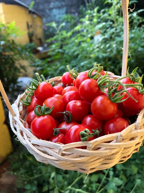 Cherry Tomatoes Aesthetic, Tomatoes Aesthetic, Tomato Aesthetic, Aesthetic Tomato, Scarlet Benoit, Tomato Harvest, Tomato Girl, The Lunar Chronicles, Tomato Farming