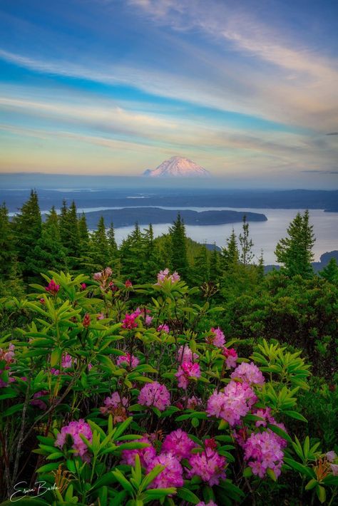 Pacific Rhododendron, Puget Sound Washington, Washington Island, Hood Canal, Mt Rainier, Cabins And Cottages, Puget Sound, Things I Love, The Pacific Northwest