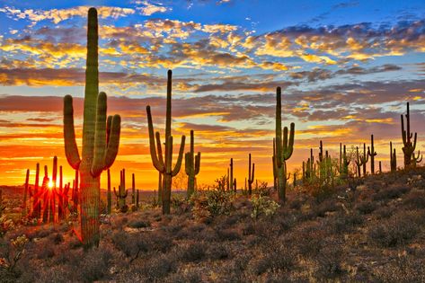 Desert Nature, Arizona City, Desert Painting, Arizona Travel, Saguaro Cactus, Sonoran Desert, Desert Landscaping, In The Desert, National Monuments