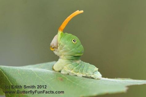 Eastern Tiger Swallowtail caterpillar with extended osmeterium. He is also spitting, very upset that we had been bothering him to get an osmeterium photo. Tiger Swallowtail Caterpillar, Swallowtail Caterpillar, Eastern Tiger Swallowtail, Swallowtail Butterflies, Butterfly Caterpillar, Owl Butterfly, Tiger Swallowtail, Swallowtail Butterfly, White Owl