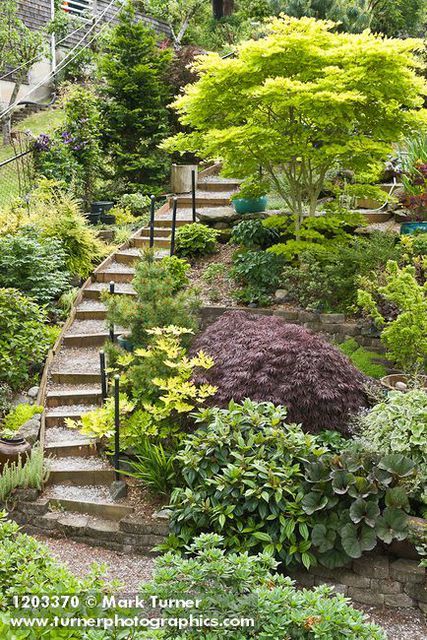 Landscaping Hillside, Steep Backyard, Pseudotsuga Menziesii, Steep Gardens, Sloped Backyard Landscaping, Landscaping A Slope, Landscaping On A Hill, Hillside Garden, Sloped Backyard