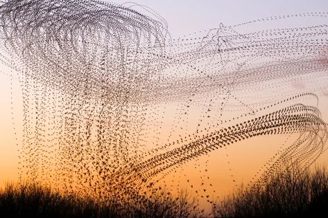 Layered Photos, Murmuration Art, Science Images, Photo Layers, Photo Awards, Art And Craft Design, Film History, World Photo, World Photography