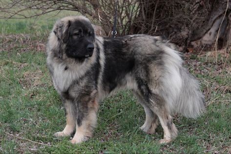 Sarplaninac Dog, Caucasian Shepherd, Pets 3, Mans Best Friend, Dog Breeds, Best Friends, Cute Animals, Halloween, Dogs