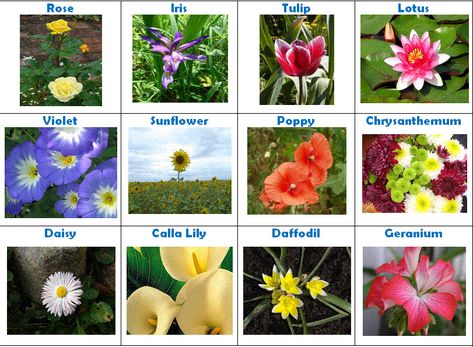 It's Plant a Flower Day! Which one of these is your favorite?  🌿 🌺 🌱 🍁 🥀 🌻 🎍 Plants With Names, Flowers Chart, Flowers List, Flowers Name, Dyed Flowers, Lucky Bamboo Plants, Flower Chart, Plant Names, Plant Crafts