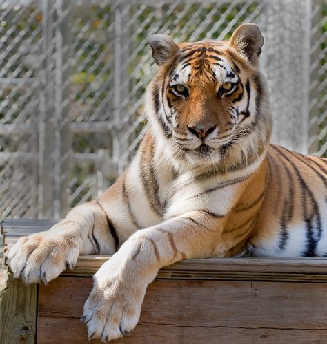 Tiger Paw Reference, Tiger Paws Reference, Big Cat Paws, Tiger Therian, Tiger Drawings, Beast Drawing, Tiger Paws, Cat Enrichment, Cat Playground Outdoor