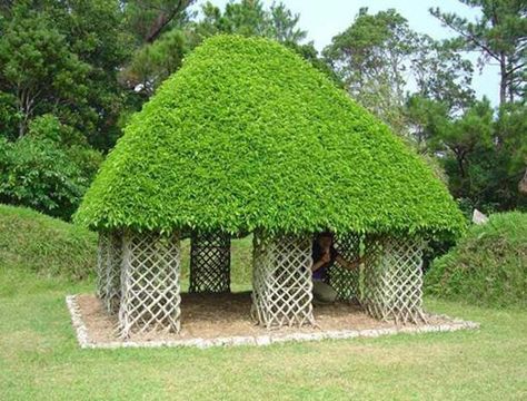 Green Gazebo Designs Bringing Serenity into Beautiful Gardens Formal Garden Design, Wooden Gazebo, Eco Architecture, Live Tree, Formal Garden, Tree Sculpture, Tree Shapes, Garden Structures, Green Roof