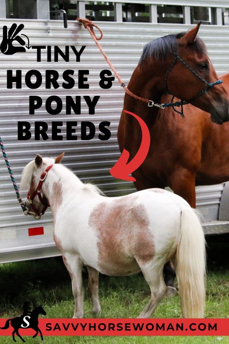 7 Smallest Horse & Pony Breeds - Savvy Horsewoman Best Horse Breeds For Beginners, Different Breeds Of Horses, Common Horse Breeds, Welsh Ponies, Fell Pony, Rare Horse Breeds, Highland Pony, Smallest Horse In The World, Miniature Shetland Pony