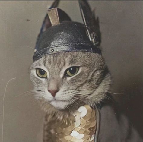 Cute Cat Costumes, Cutee Animals, Cat Anatomy, Funny Feeling, Silly Cats Pictures, Viking Art, Cat Icon, Goth Aesthetic, Weird Creatures