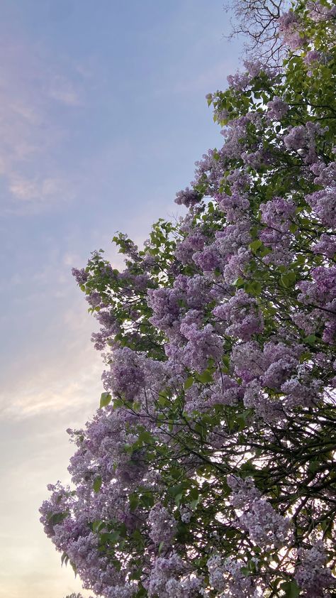 Purple Flower Field Aesthetic, Lavander Aesthetics Wallpapers, Aesthetic Reel, Pretty Purple Flowers, Official Wallpaper, Korean Wallpaper, Zestaw Ikon, Lilac Tree, Highlights Cover